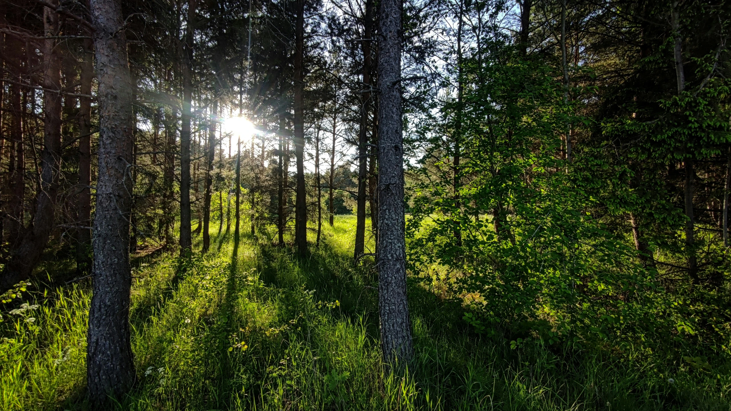 sunlight shining through the trees in a forest