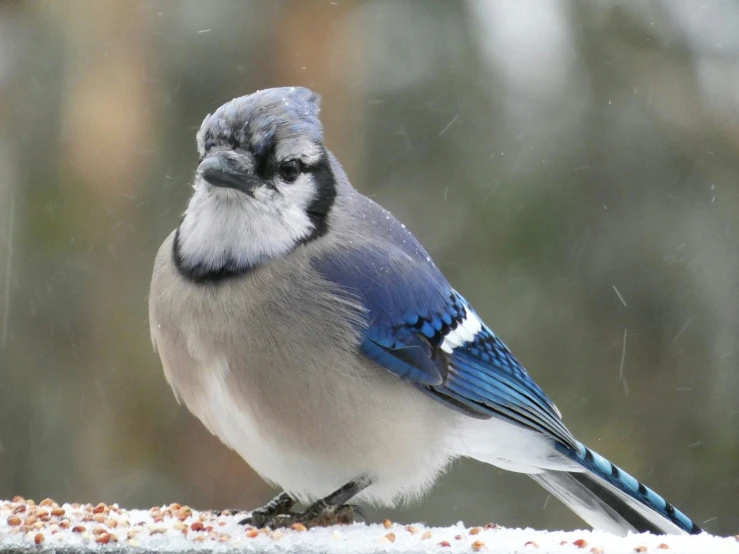 a blue and white bird sitting on top of a metal table