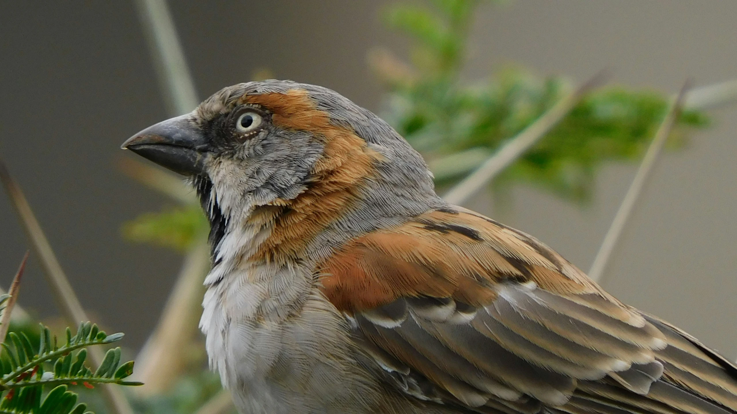 a bird that is standing in a tree