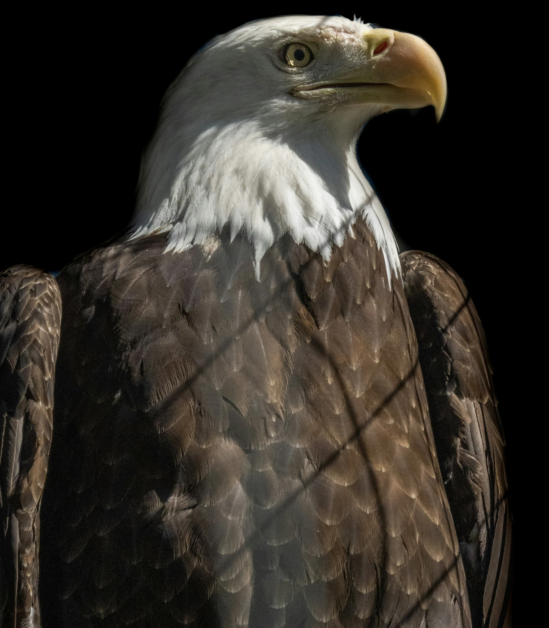 a bald eagle with black background