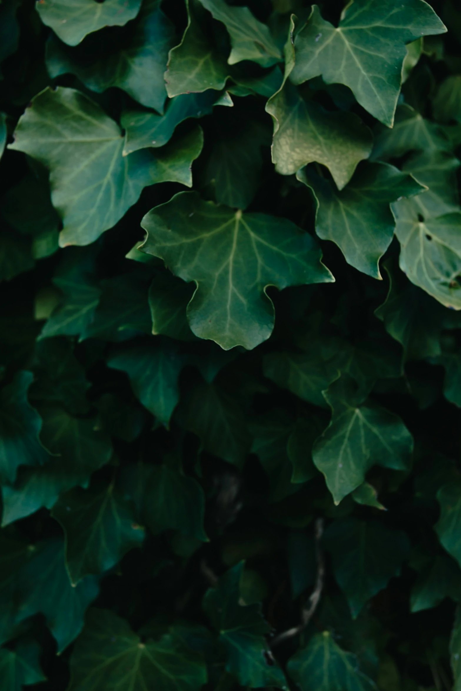 green leaves and other green plants are in the dark