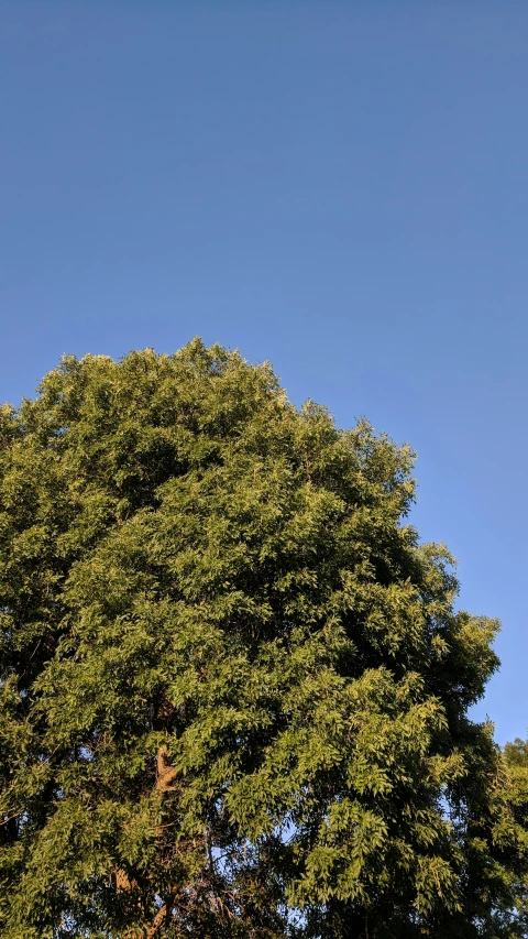 a tree in the middle of a field with some birds flying overhead