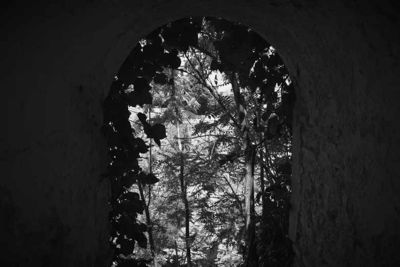 an arched window with vines, trees and a fence