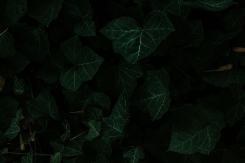 close up of a dark green leaf pattern