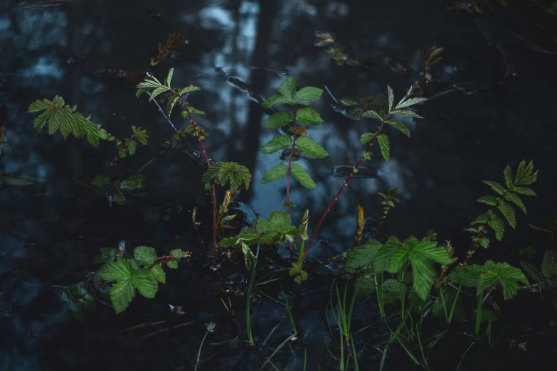 a close up of green plants growing near a forest