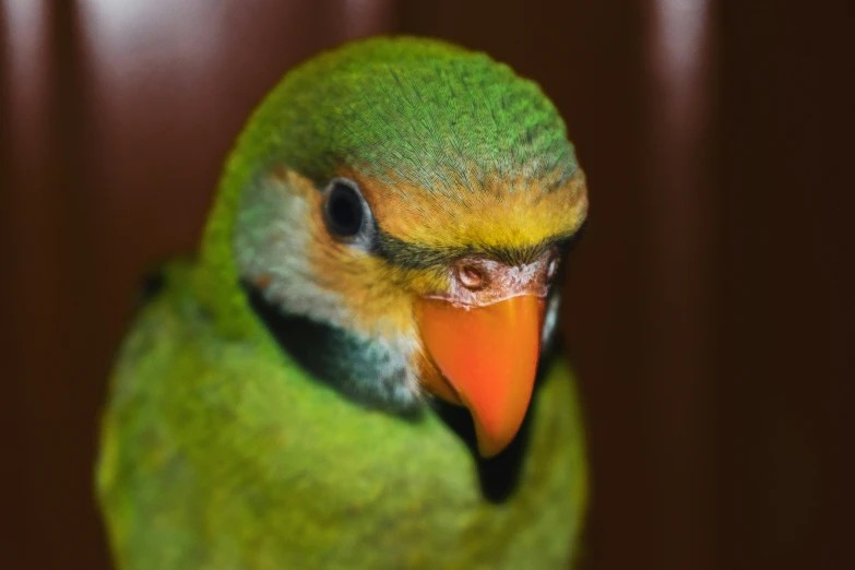 a green and yellow bird with white beak