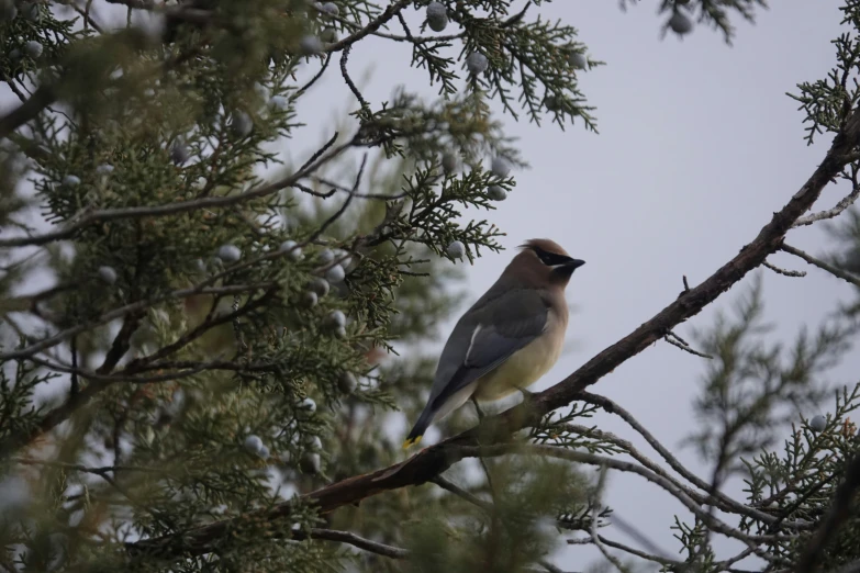 a bird sits on top of a pine tree