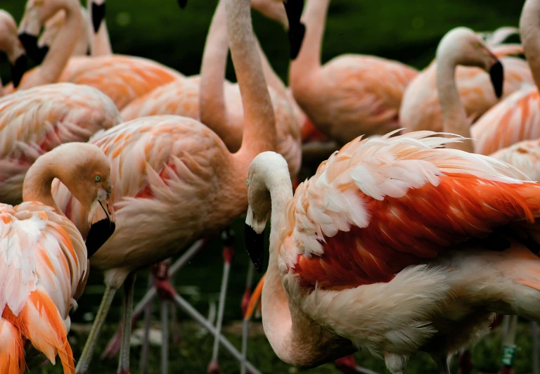 many pink flamingos stand in front of each other