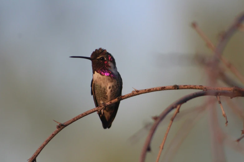 a small hummingbird perched on a tree nch