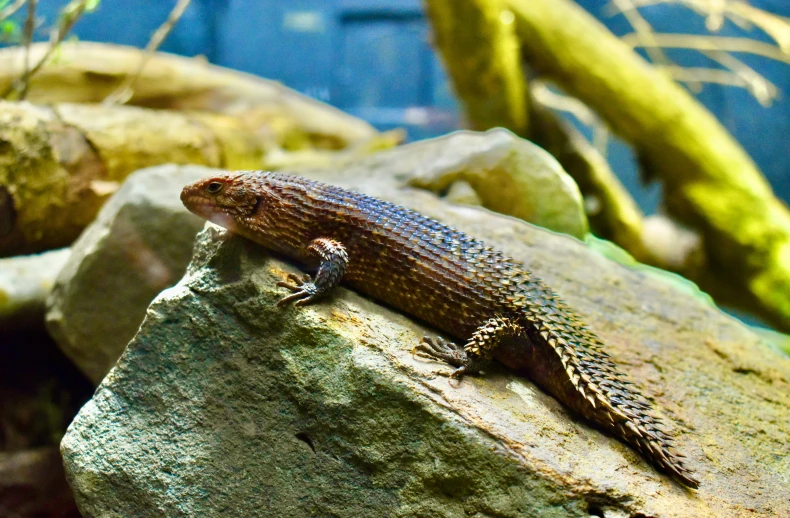 a lizard that is sitting on top of a rock