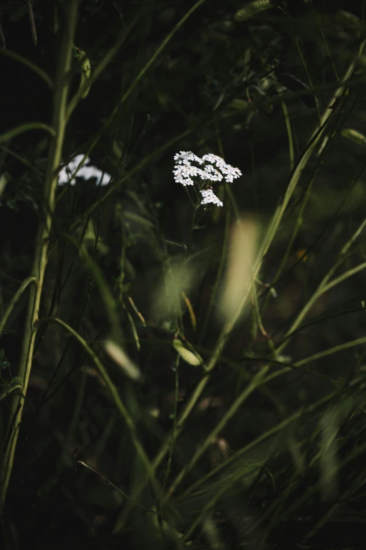 some white flowers on top of green plants