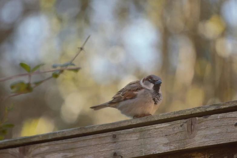 a small bird perched on the top of a fence post