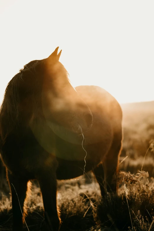 a horse in the middle of the desert with sunlight coming through