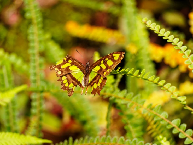 the yellow erfly is resting on the leaves