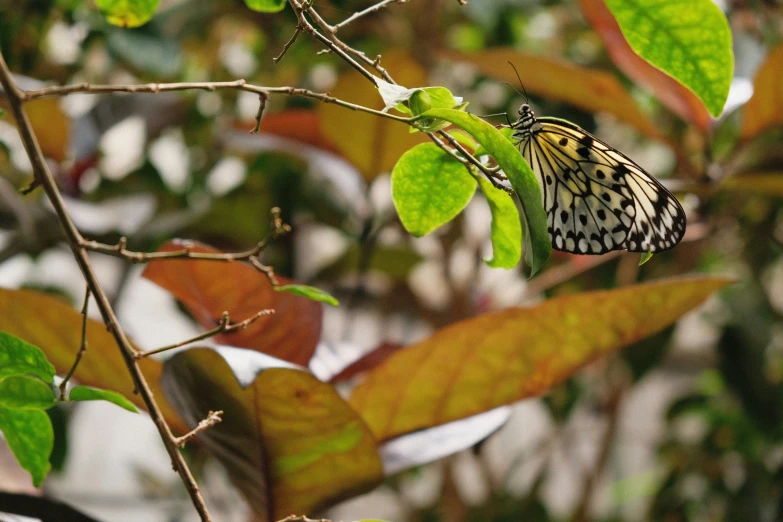 a colorful erfly resting on top of leaves