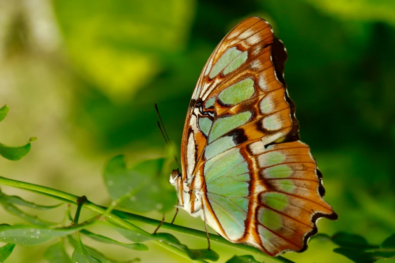 a beautiful erfly rests on a green plant