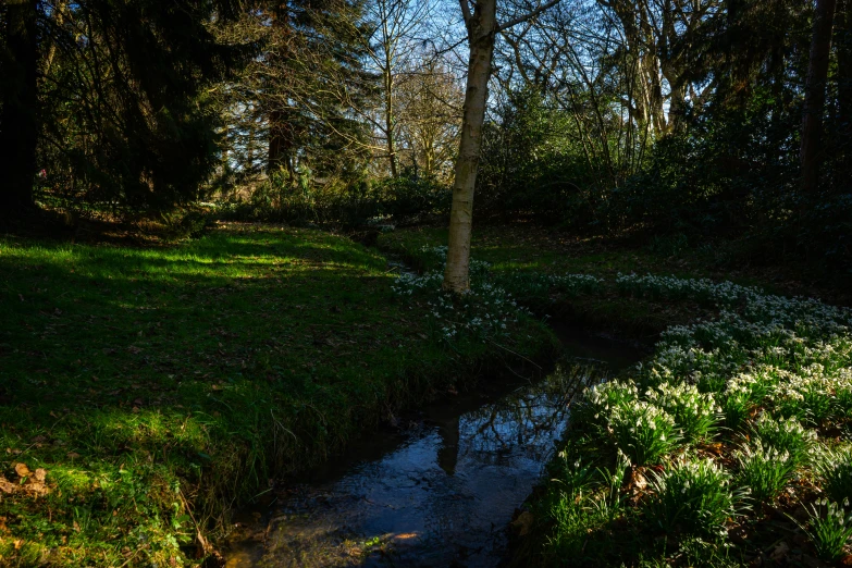 water running through grass covered park with trees in background