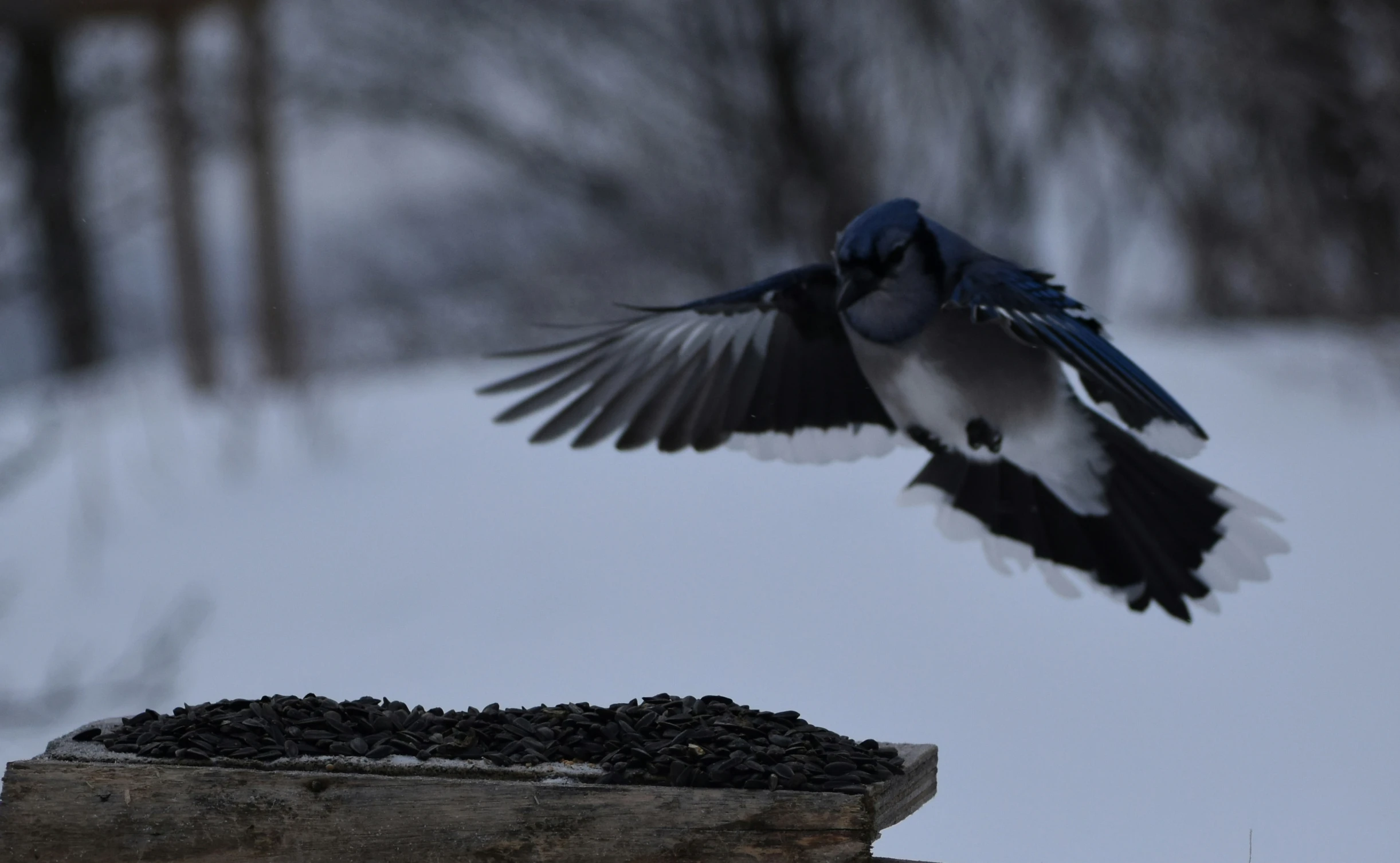 blue and white bird landing over bird feeder in the snow