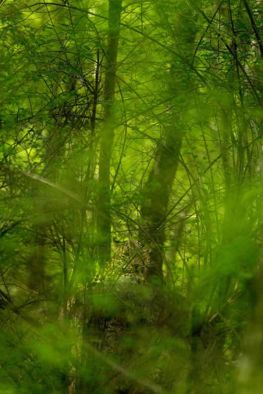 the back of a horse in the middle of the woods