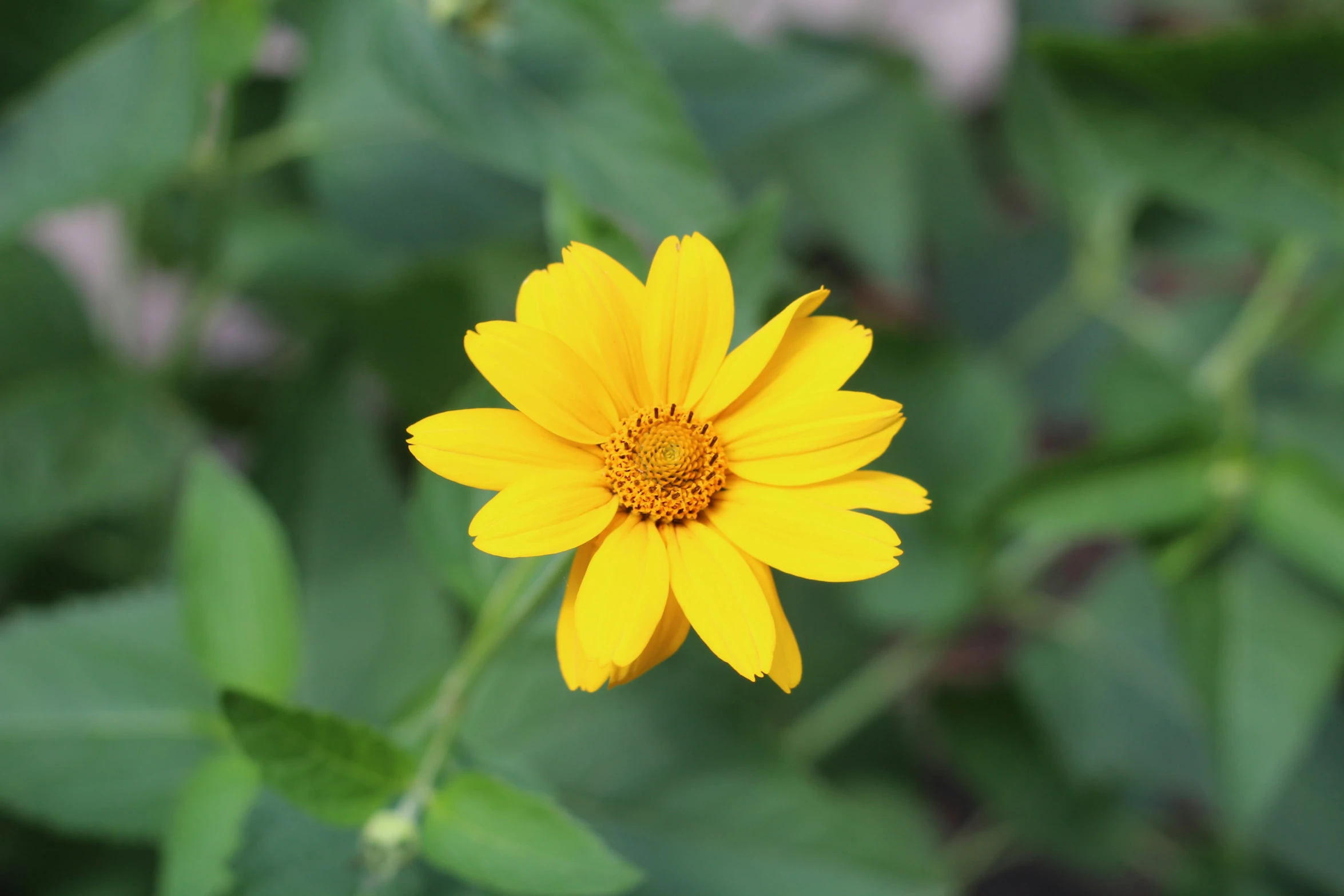 a close up view of a yellow flower in the middle of its garden