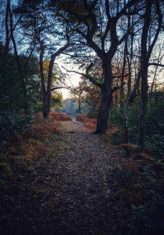 an image of a trail through some trees