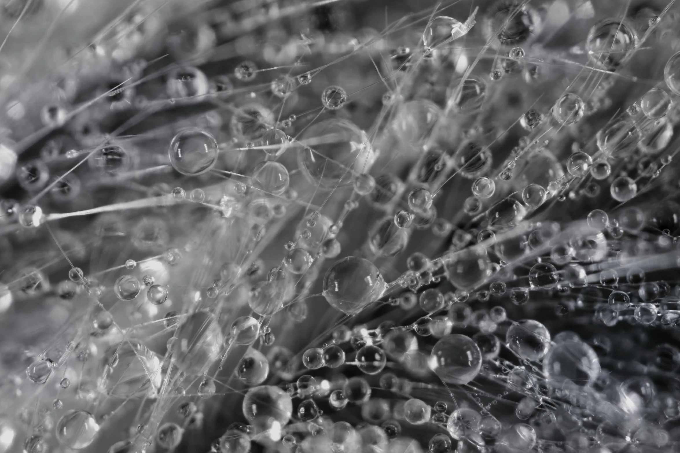 a flower with lots of water droplets on it