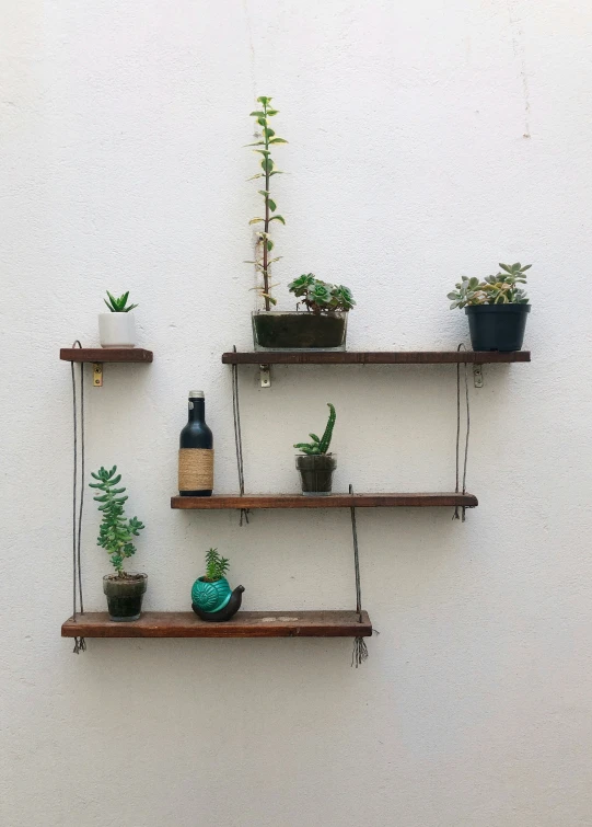 some shelves are lined with house plants on them