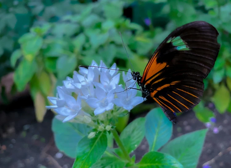 the erfly has landed on a blue flower