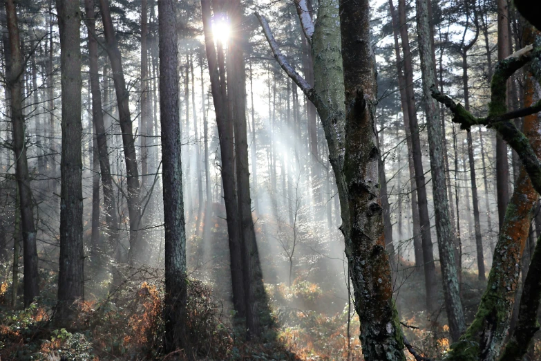 a po of sun shining through the trees in a forest