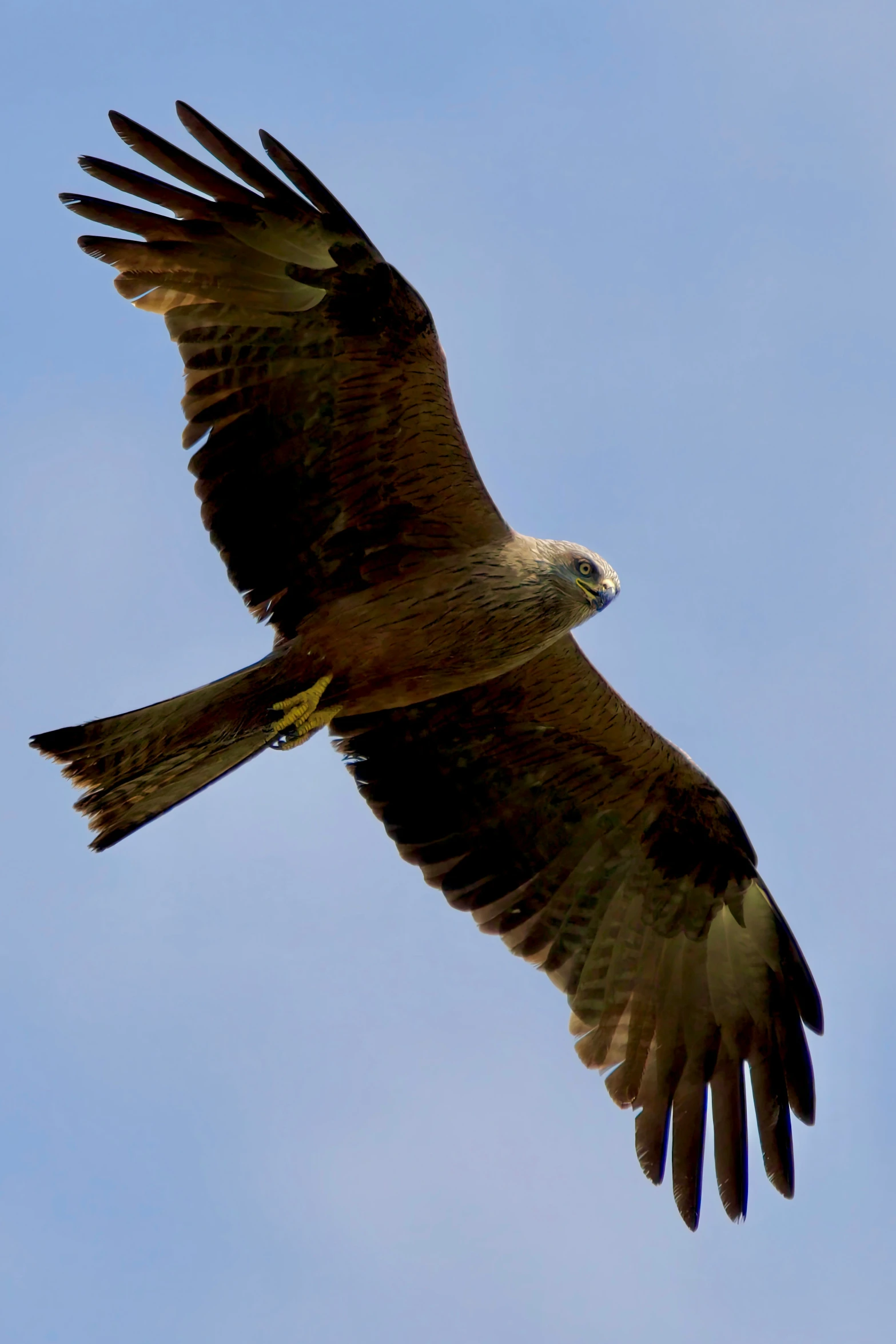 a large bird is flying in the blue sky