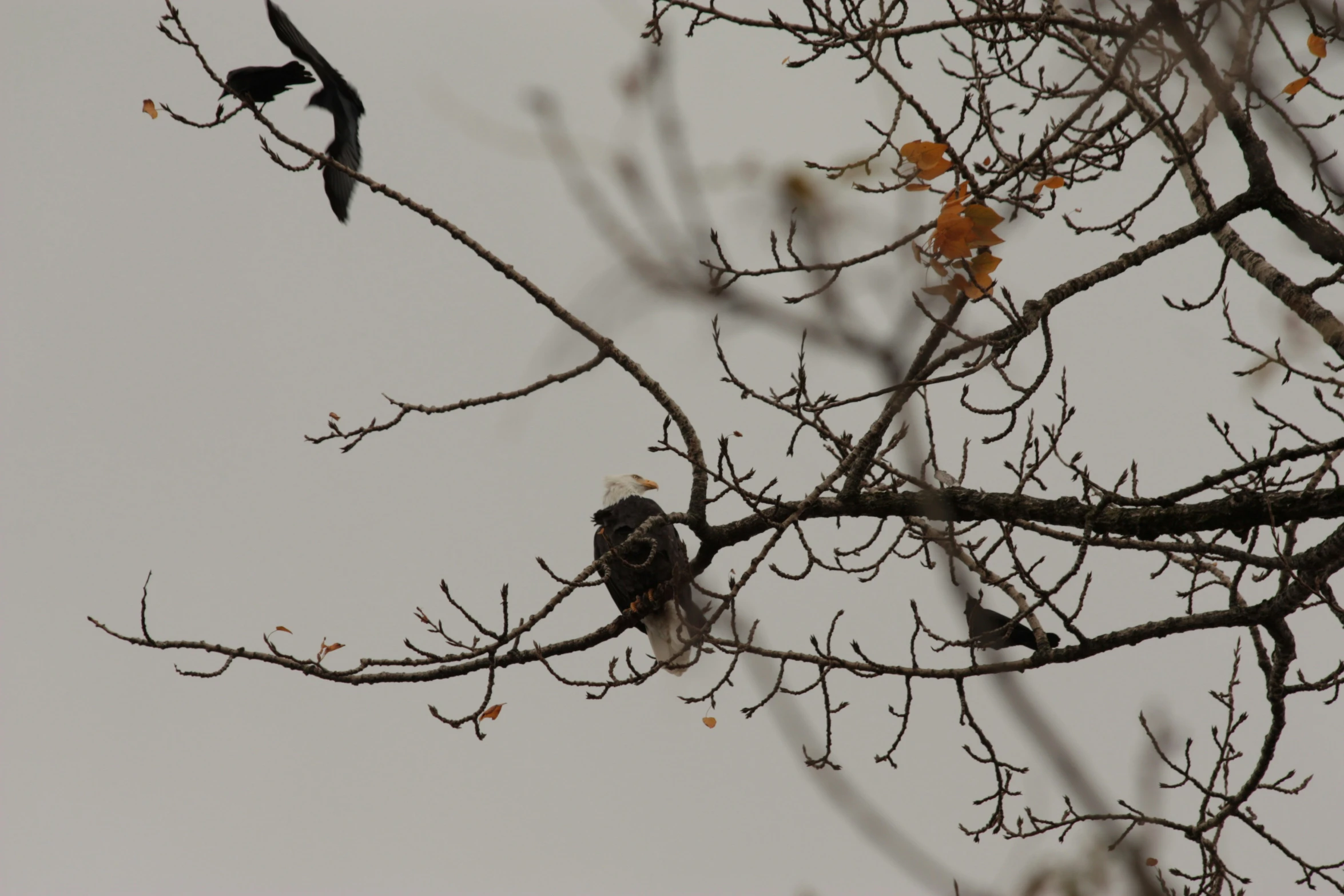 two birds are perched on top of the nches of a tree