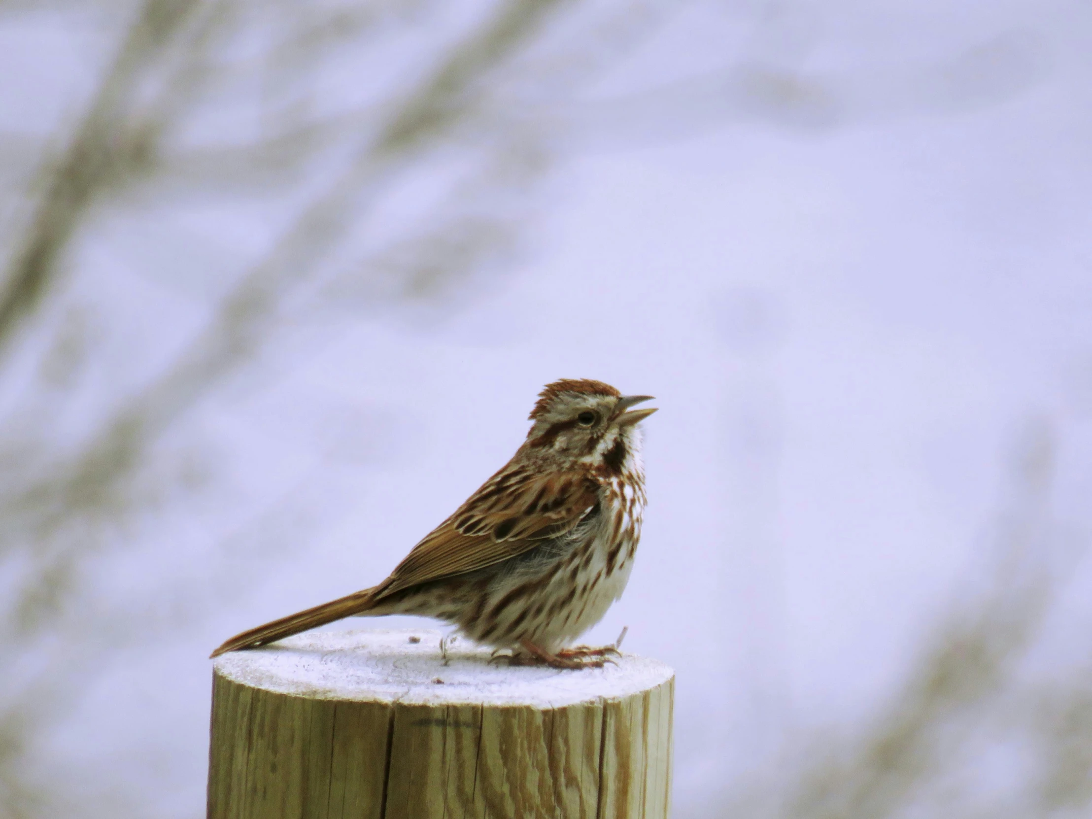 small bird with its mouth open sitting on a wooden post