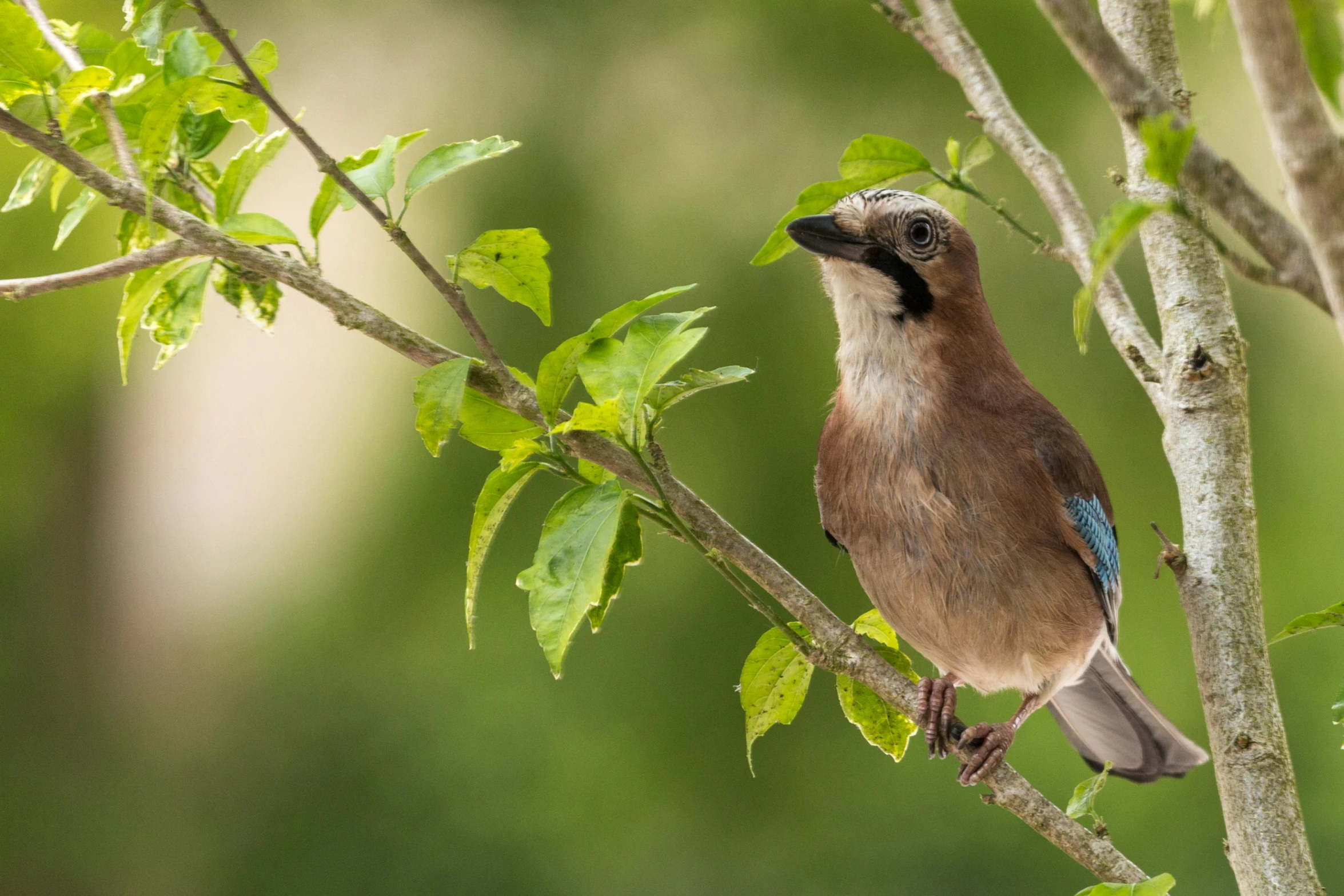 there is a small bird sitting on a tree nch