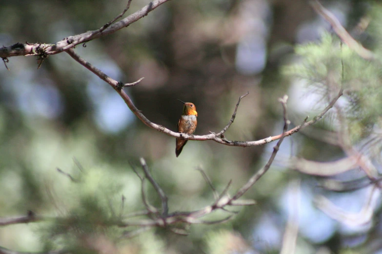 a bird sitting on top of a tree nch