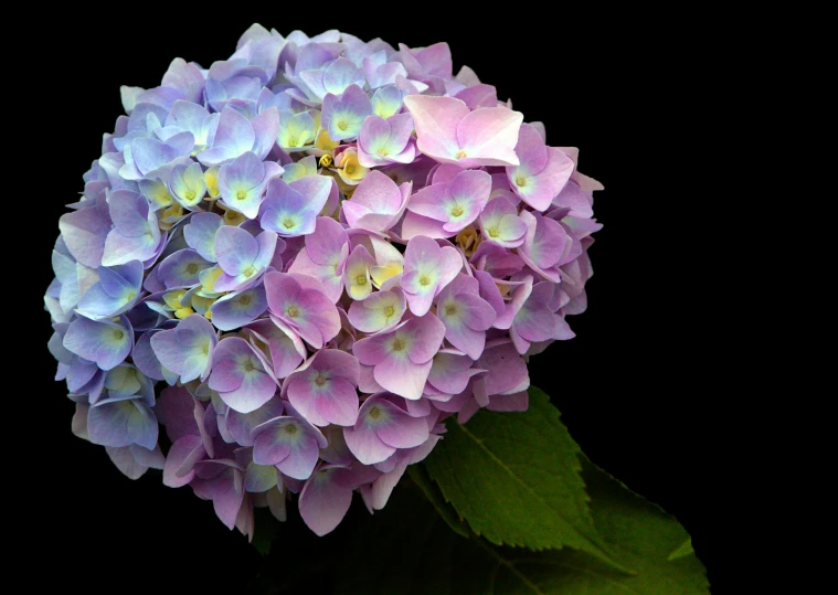 a close up image of purple flowers