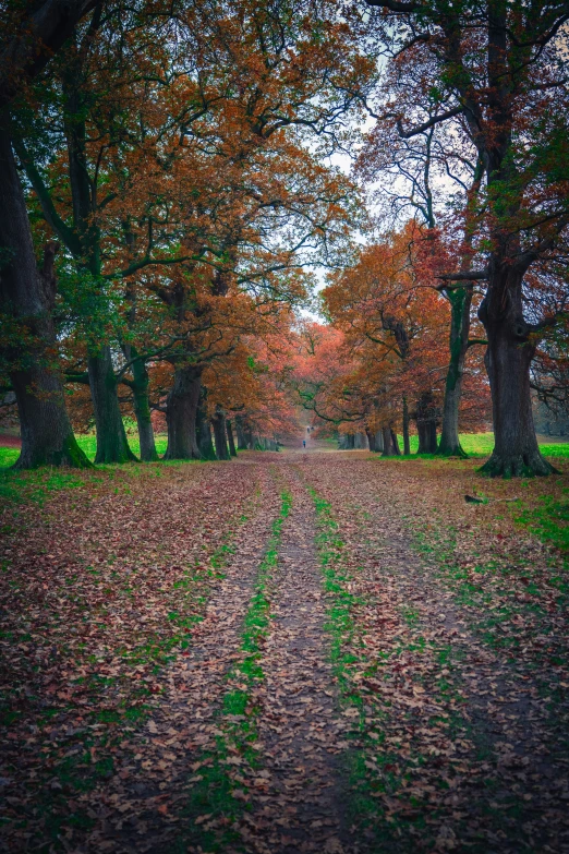 there is a dirt path through the trees