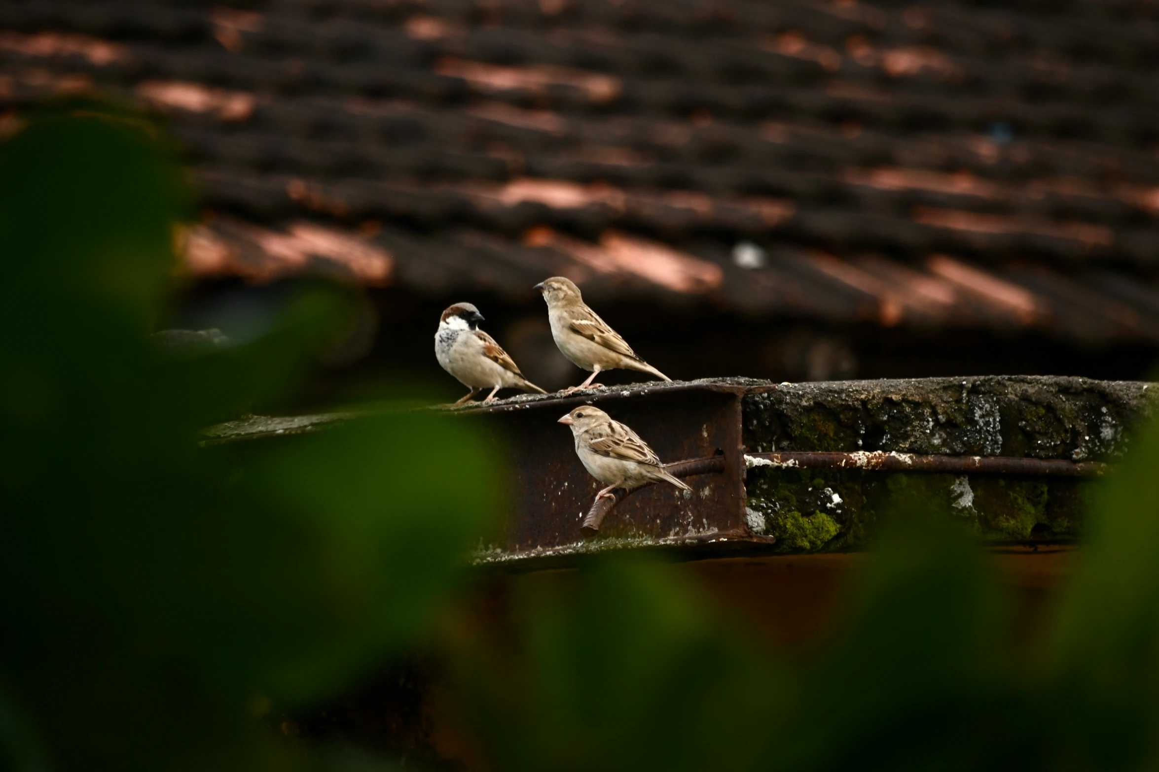 the birds are standing on a nch outside