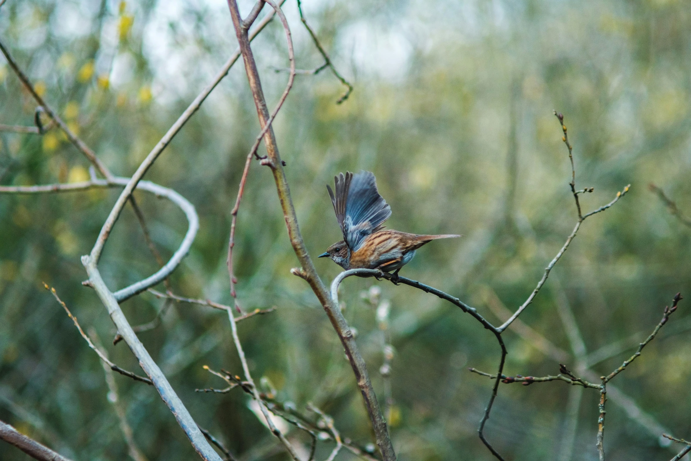 a small bird perches on a nch outside