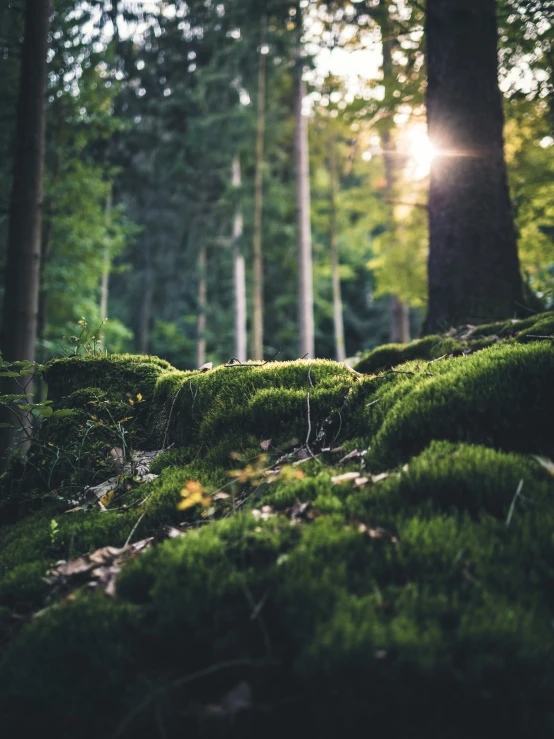 green mossy rocks and trees in a forest