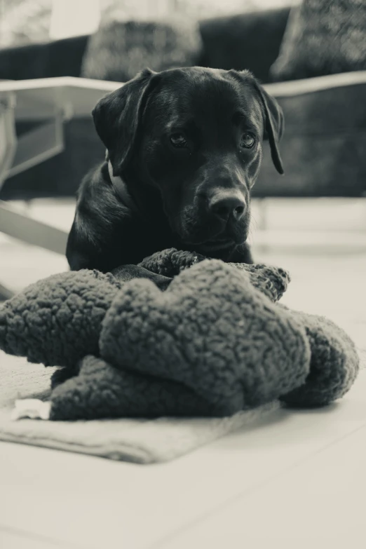 a black dog laying on the ground with his head over a stuffed animal