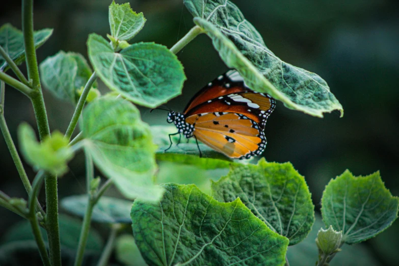 an orange and black erfly on top of green leaves