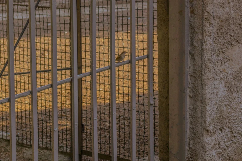 a bird is standing on top of the bars of a gate