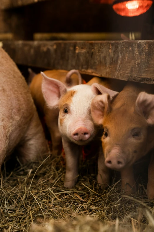 two young pigs huddle up to their mother