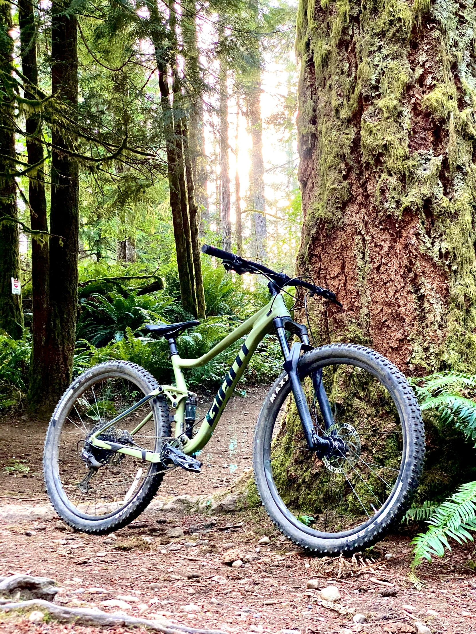 a bike in the middle of the forest next to ferns