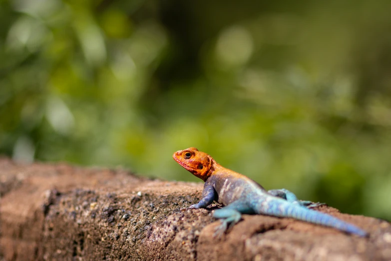 a red and blue lizard on the side of a wooden fence