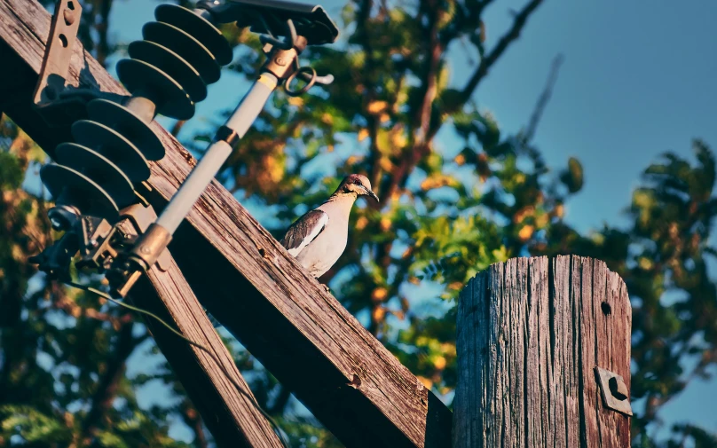 a bird sits on top of a power pole