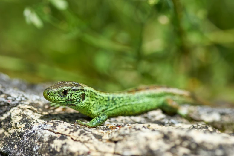 a lizard is crawling over a large tree nch