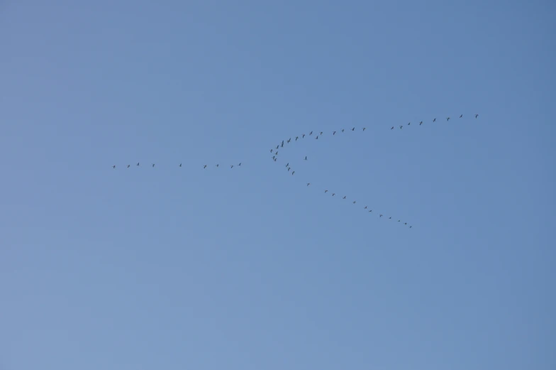 a flock of birds flying in formation in the blue sky