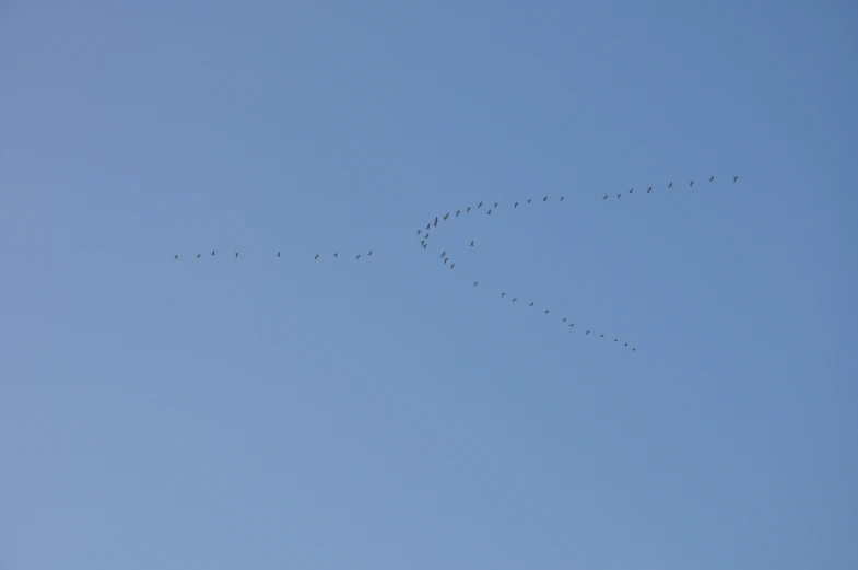 a flock of birds flying in formation in the blue sky