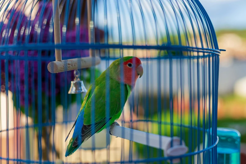 green bird sitting in a colorful cage while standing